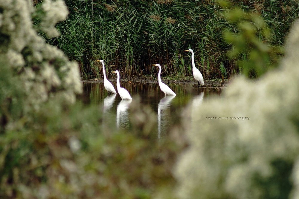 «Egrets on a Mission» Wall Art
