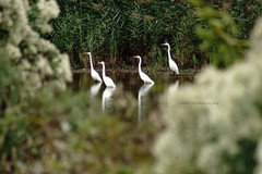 «Egrets on a Mission» Wall Art