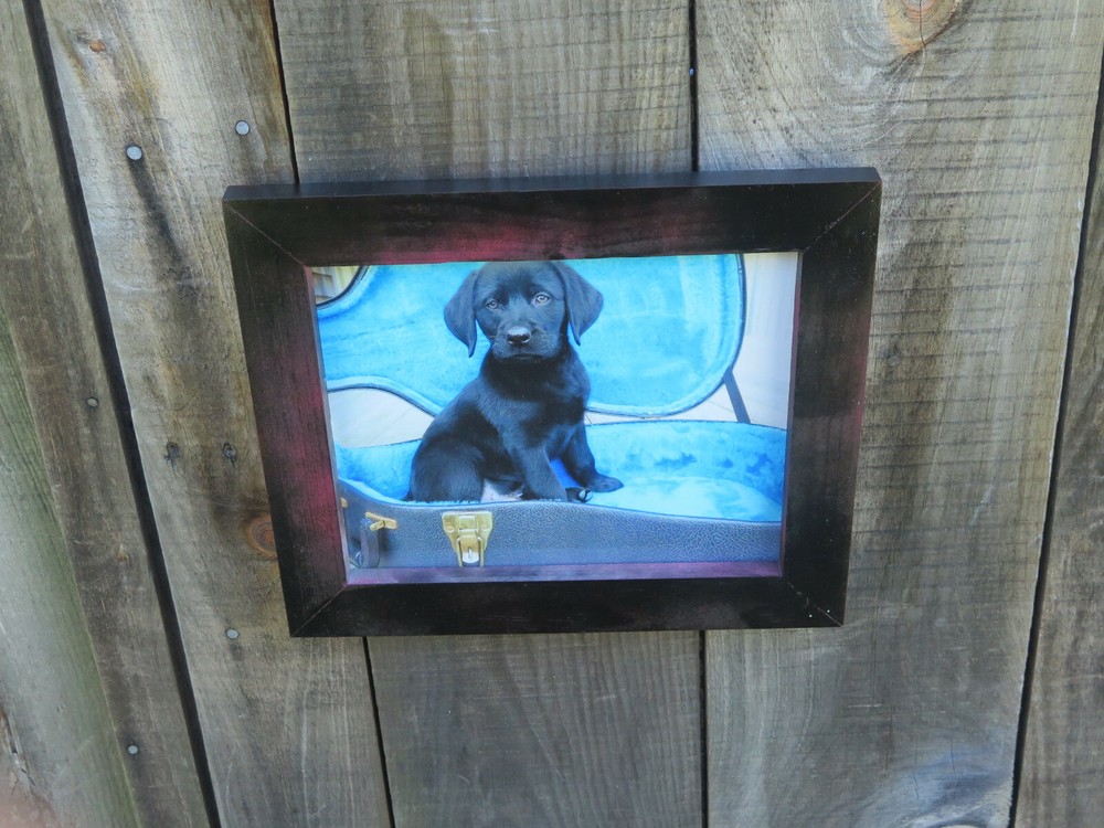 Black Labrador Retriever Puppy Picture Photography 8″x10″ with Handmade Reliced
