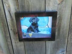 Black Labrador Retriever Puppy Picture Photography 8″x10″ with Handmade Reliced