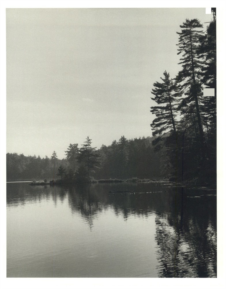 1990 Bruce Weber Pond And Pine Trees Clear Sky Art Photo Gravure