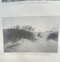 1898 Cape Cod Photograph Antique Print Set Of 2, 5.5” X 9” Each