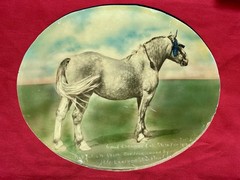 ANTIQUE 1913 Photograph PERCHERON Draft HORSE Grand Champion CA STATE FAIR