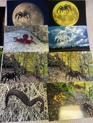 105 Nature Art Photographs 6×4” & 5.25 x4” Vibrant Colorful & 4 Post Cards