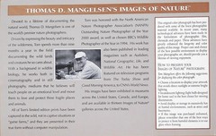 SIGNED Thomas D. Mangelsen, “Teton Shadows», 1995, Panoramic Photograph