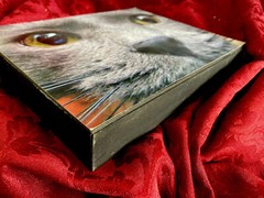 Original -Cat Face -Pet Portrait -Photoghaph- -Signed -mounted On Wood Frame