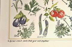 Organic Graphics – Posters Companion Plants / Flowers-Herbs / Beneficial Insects