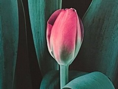 NICK ZUNGOLI Vintage 1981 «Pink Tulips» Signed & Framed- 18 x 24″