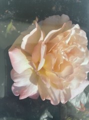 Flowers Photography by: “Muggs” Margolis Framable Art 5 X 7 New