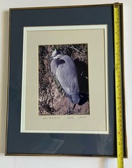 Framed And Matted Photograph Great Blue Heron Signed 14 X 11 Inches