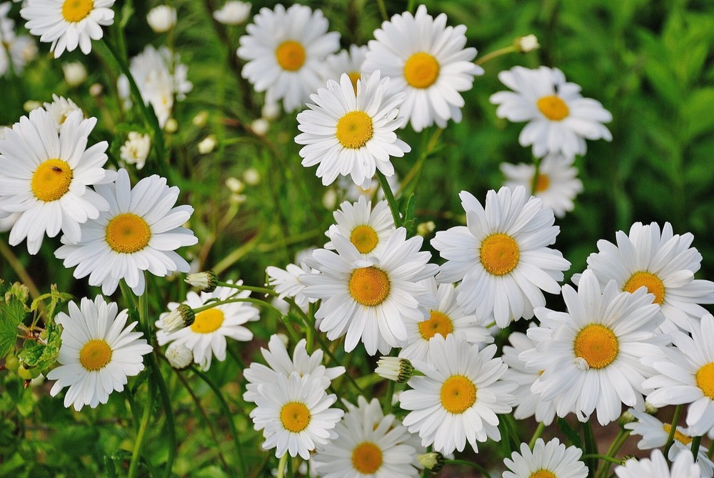 Digital Image Wallpaper Picture Background Desktop Print Art Paint Photos Flower