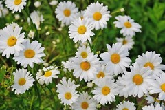 Digital Image Wallpaper Picture Background Desktop Print Art Paint Photos Flower