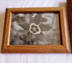 Lot4 Framed Black & White Flower Photos Tulip Rose Bleeding Heart Columbine 6×8″