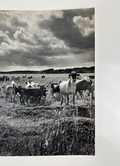 Vintage Large Black & White Photography Print Cattle Ranch Western Cowboys Rural