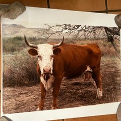 Janine Gordon Photograph 20×24″ C-print Edition Cow Bull Marfa Texas Signed