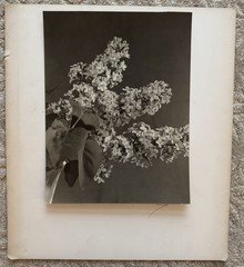 Vtg 40s Black & White Floral Still Flowering Branches Life Photograph Signed NYC