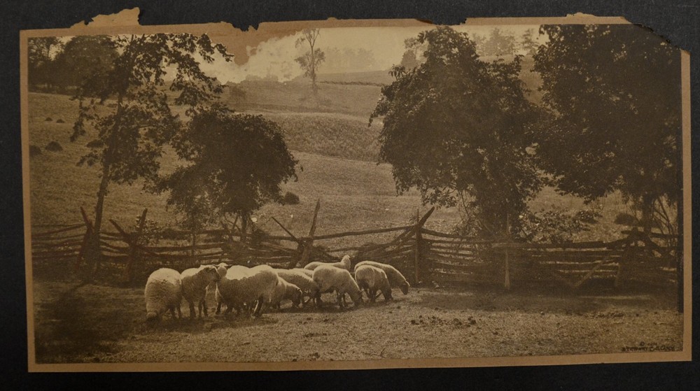 Original 1910 Countryside Flock Sheep Painted Photo Stewart Publishing Co. N.Y..