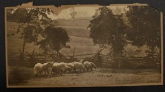 Original 1910 Countryside Flock Sheep Painted Photo Stewart Publishing Co. N.Y..